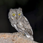 African Scops Owl (image by Pete Morris)