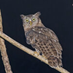 Akun Eagle-Owl (image by Pete Morris)