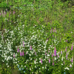 Amazing floral displays at Longcangou (image by Simon Mitchell)