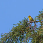 Atlantic Canary (image by Diedert Koppenol)