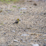 Atlantic Canary (image by Diedert Koppenol)