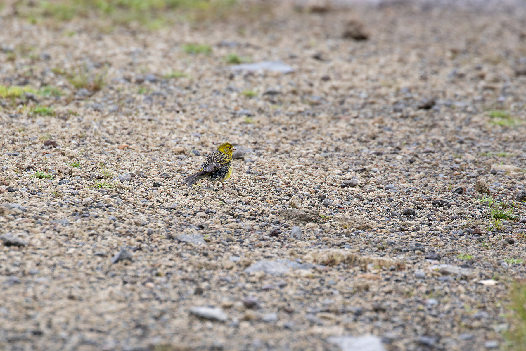 Atlantic Canary (image by Diedert Koppenol)