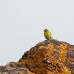 More numerous in the Azores, but still common is the Atlantic Canary (image by Diedert Koppenol)