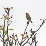 More numerous in the Azores, but still common is the Atlantic Canary (image by Diedert Koppenol)