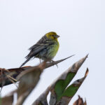 Atlantic Canary (image by Diedert Koppenol)
