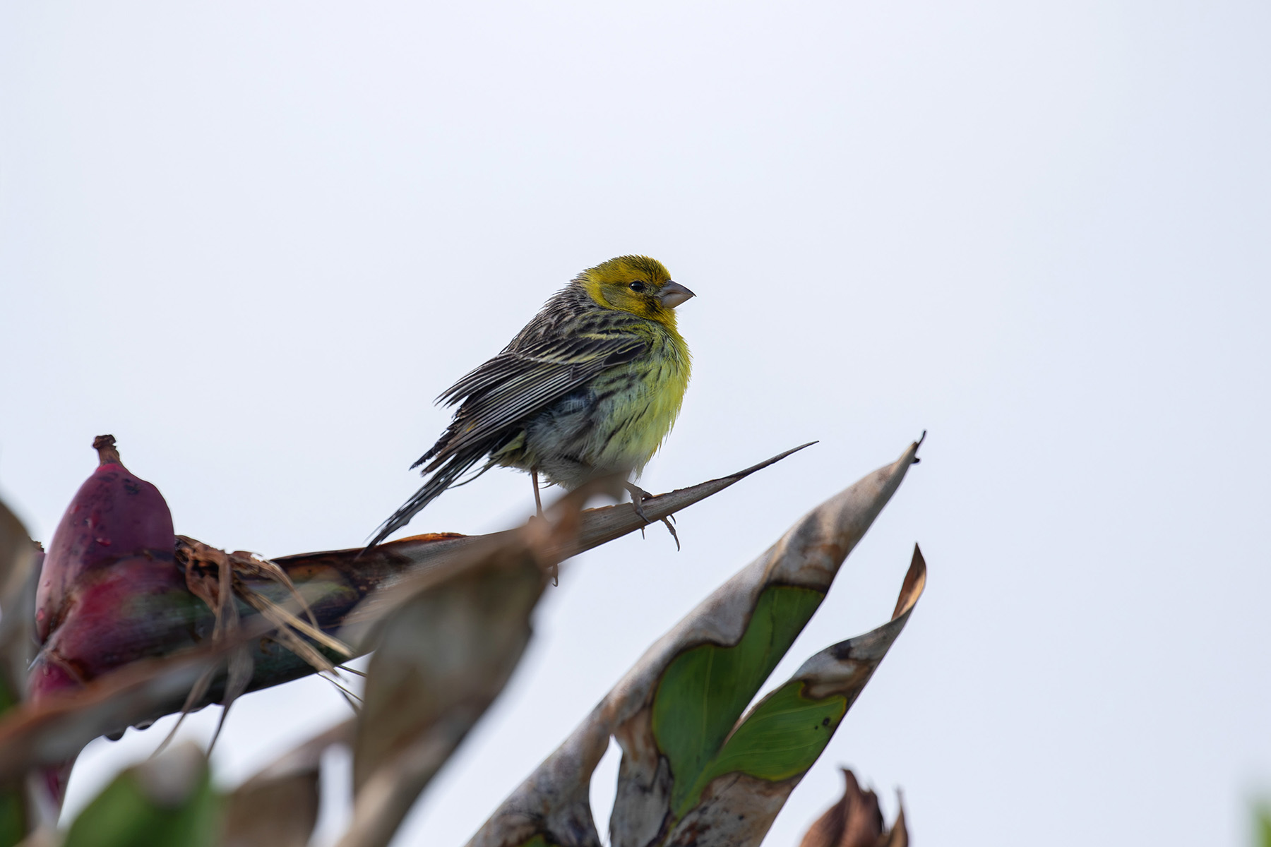 Atlantic Canary (image by Diedert Koppenol)
