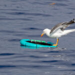 Atlantic Yellow-legged Gulls often showed up to enjoy a bit of free fastfood (image by Diedert Koppenol)