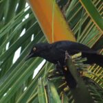 Atoll Starling (image by Mark Van Beirs)