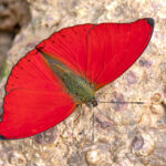 Attewa Butterfly (image by Pete Morris)