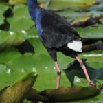 Australasian Swamphen (image by Mark Van Beirs)