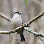 Azores Bullfinch (image by Diedert Koppenol)