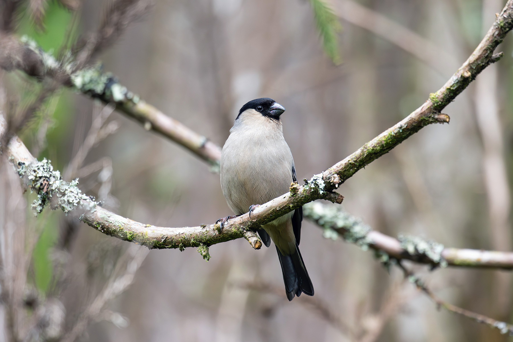 Azores Bullfinch (image by Diedert Koppenol)