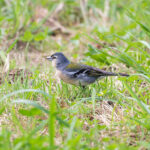 Azores Chaffinch (image by Diedert Koppenol)