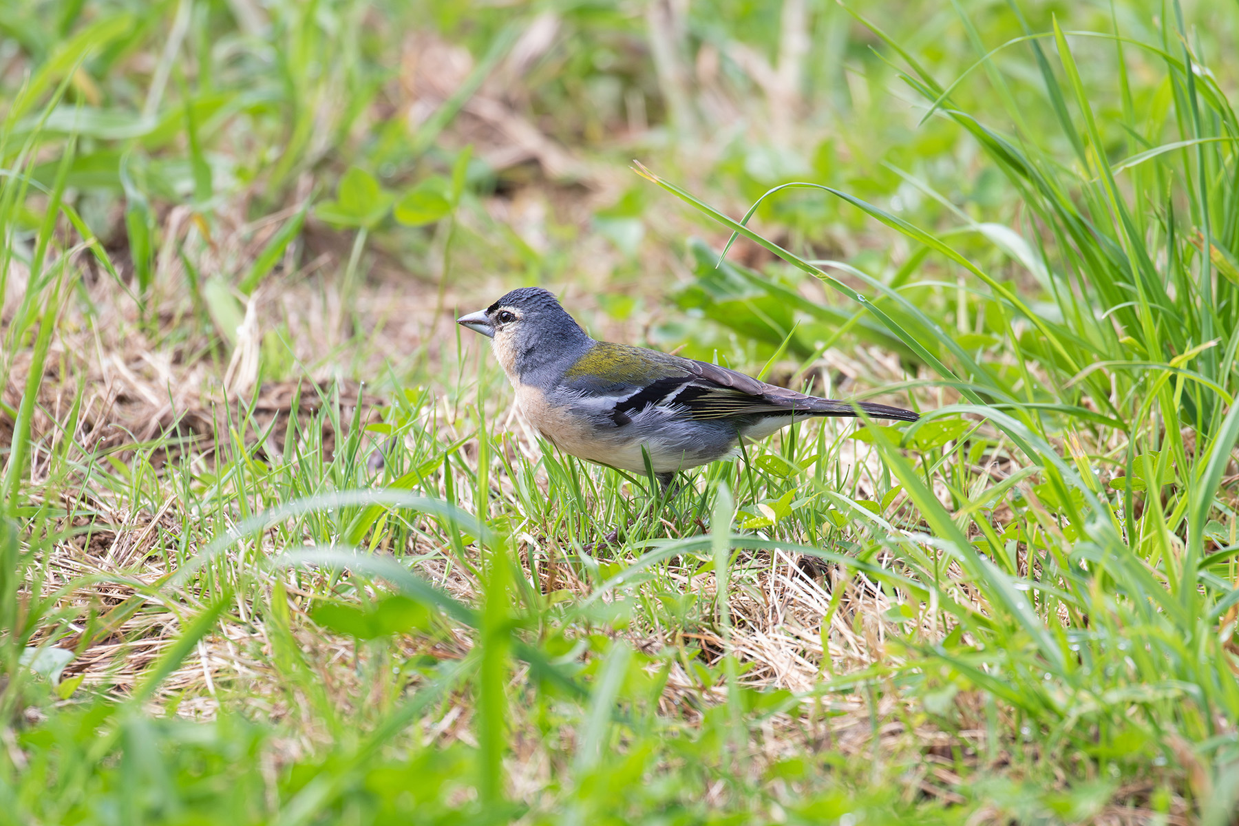 Azores Chaffinch (image by Diedert Koppenol)