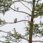 Azores Chaffinch (image by Diedert Koppenol)