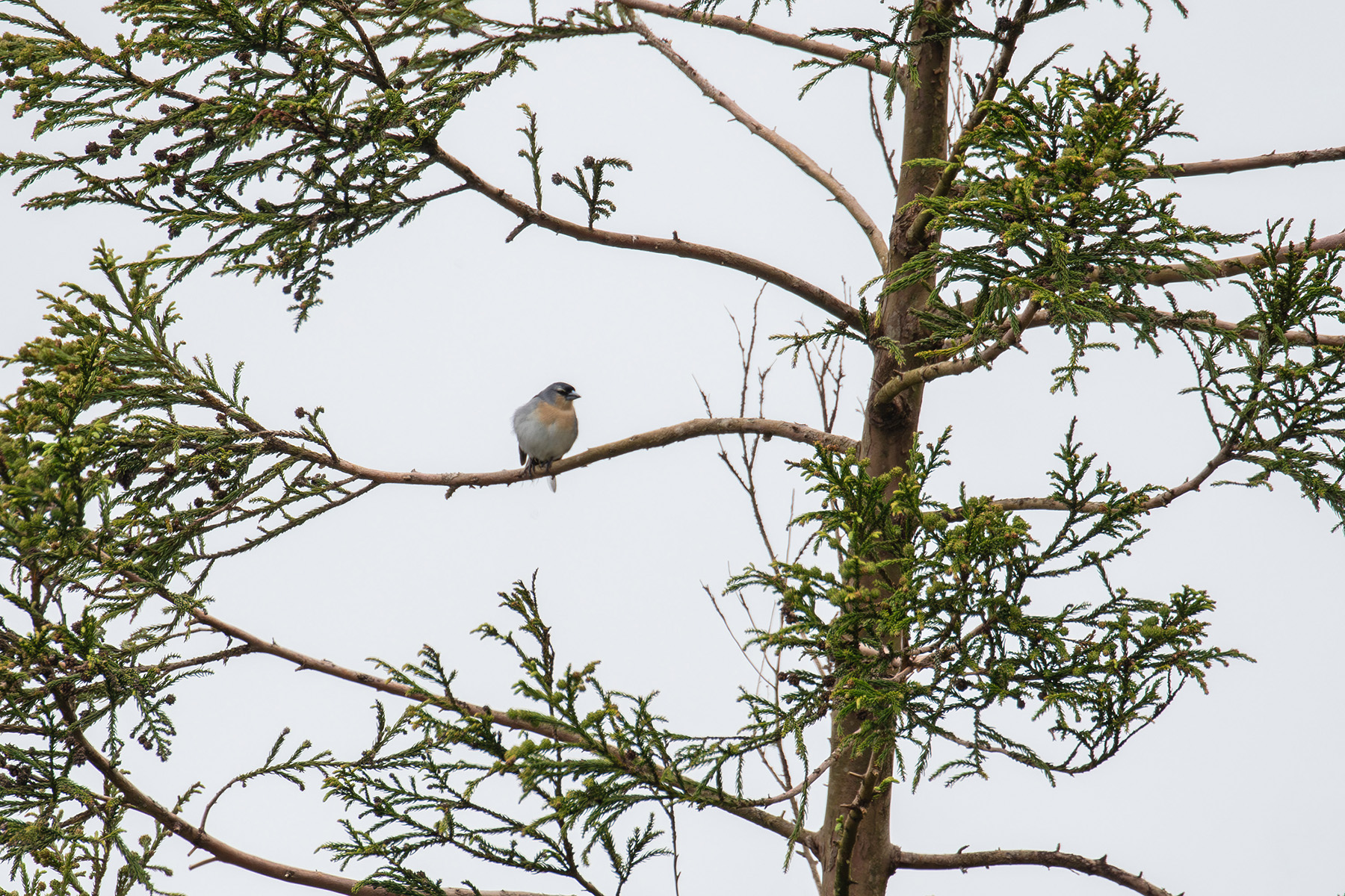 Azores Chaffinch (image by Diedert Koppenol)