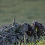 Azores Chaffinch (image by Diedert Koppenol)