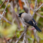 Azores Bullfinch (image by Werner Mueller)