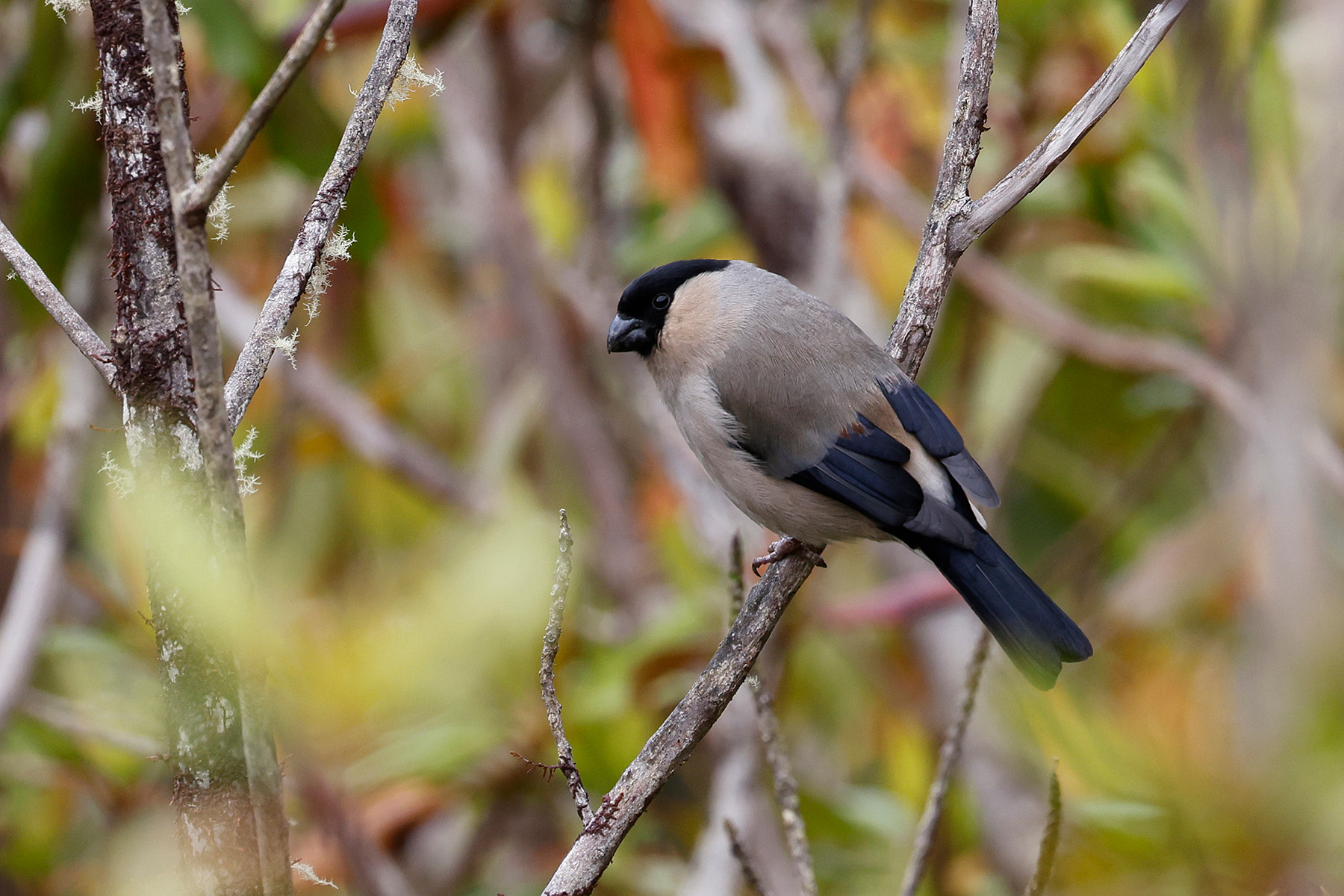 Azores Bullfinch (image by Werner Mueller)
