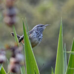 Band-backed Wren (image by Leonardo Garrigues)