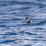 Although they did not linger for long, we had several sightings of Band-rumped Storm Petrel (image by Diedert Koppenol)