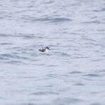 Barolo Shearwater (image by Diedert Koppenol)