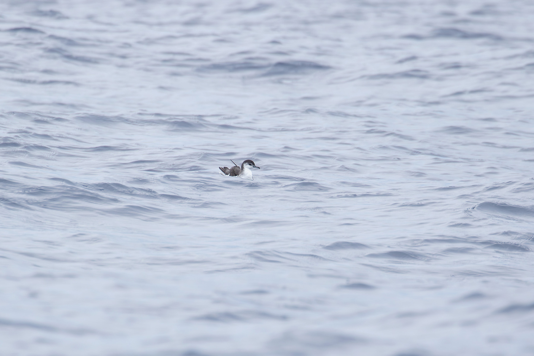Barolo Shearwater (image by Diedert Koppenol)