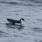 Barolo Shearwater (image by Werner Mueller)