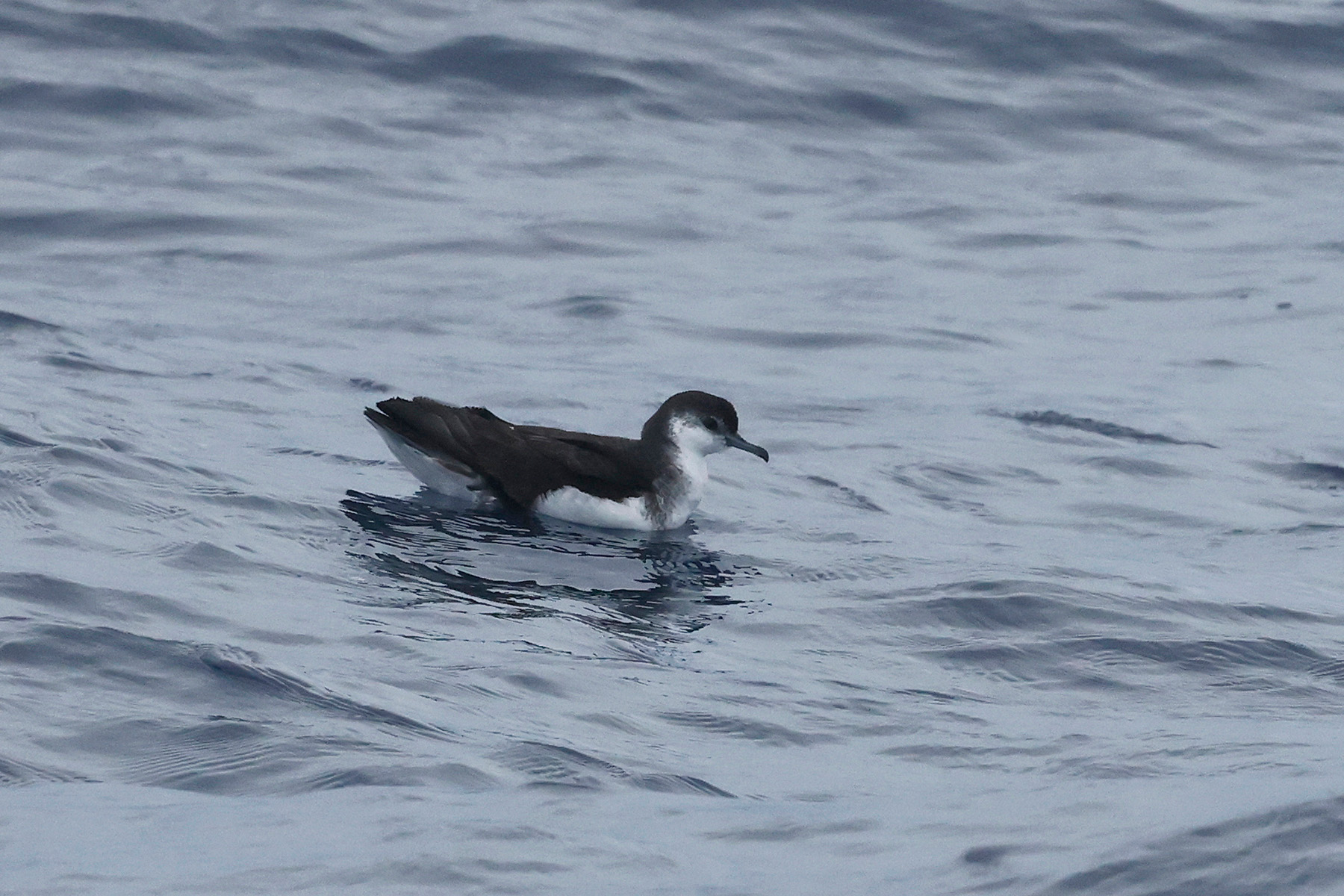Barolo Shearwater (image by Werner Mueller)