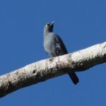 Barred Cuckooshrike (image by Mark Van Beirs)