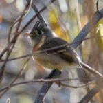 Belted Flycatcher (image by Leonardo Garrigues)