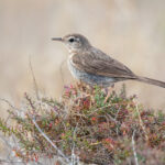 Berthelot's Pipit (image by Diedert Koppenol)
