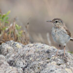 Not the most impressing Macaronesian endemic, but Berthelot's Pipit is a rather cute bird (image by Diedert Koppenol)