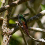 Berylline Hummingbird (image by Leonardo Garrigues)