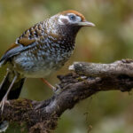 White-speckled or Biet's Laughingthrush (image by Simon Mitchell)
