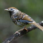 White-speckled or Biet's Laughingthrush (image by Simon Mitchell)