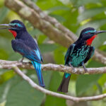 Black Bee-eaters (image by Pete Morris)