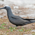 Black Noddy (image by Pete Morris)