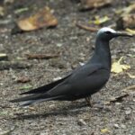 Black Noddy (image by Mark Van Beirs)