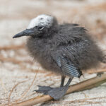 juvenile Black Noddy (image by Pete Morris)