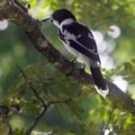 Black-backed Butcherbird (image by Mark Van Beirs)