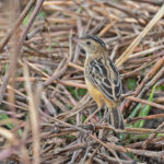 Black-backed Cisticola (image by Pete Morris)