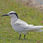 Black-naped Tern (image by Pete Morris)
