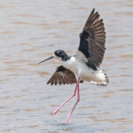 Black-necked Stilt, potential split as Hawaiian Stilt (image by Pete M
