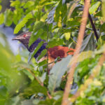 Black-throated Coucal (image by Pete Morris)