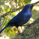 Black-throated Jay (image by Edward Paxton)