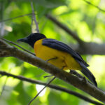 Black-throated Shrike-Tanager (image by Leonardo Garrigues)