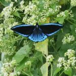 Blue Birdwing (image by Mark Van Beirs)