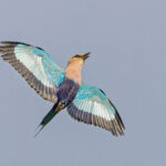 Blue-bellied Roller (image by Pete Morris)