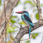 Blue-breasted Kingfisher (image by Pete Morris)